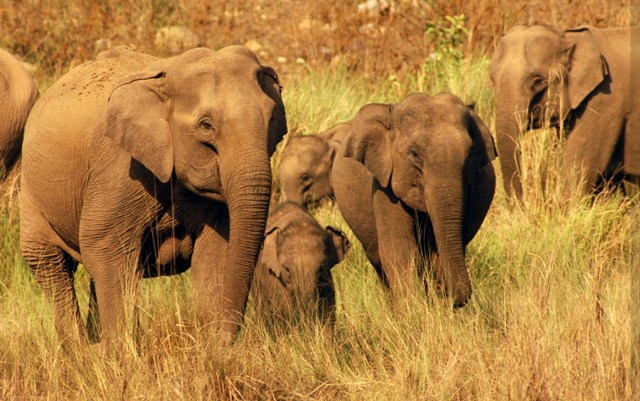 Uttarakhand National Parks "Elephants walking through the forest in Rajaji, a popular Uttarakhand National Park in the Shivaliks"