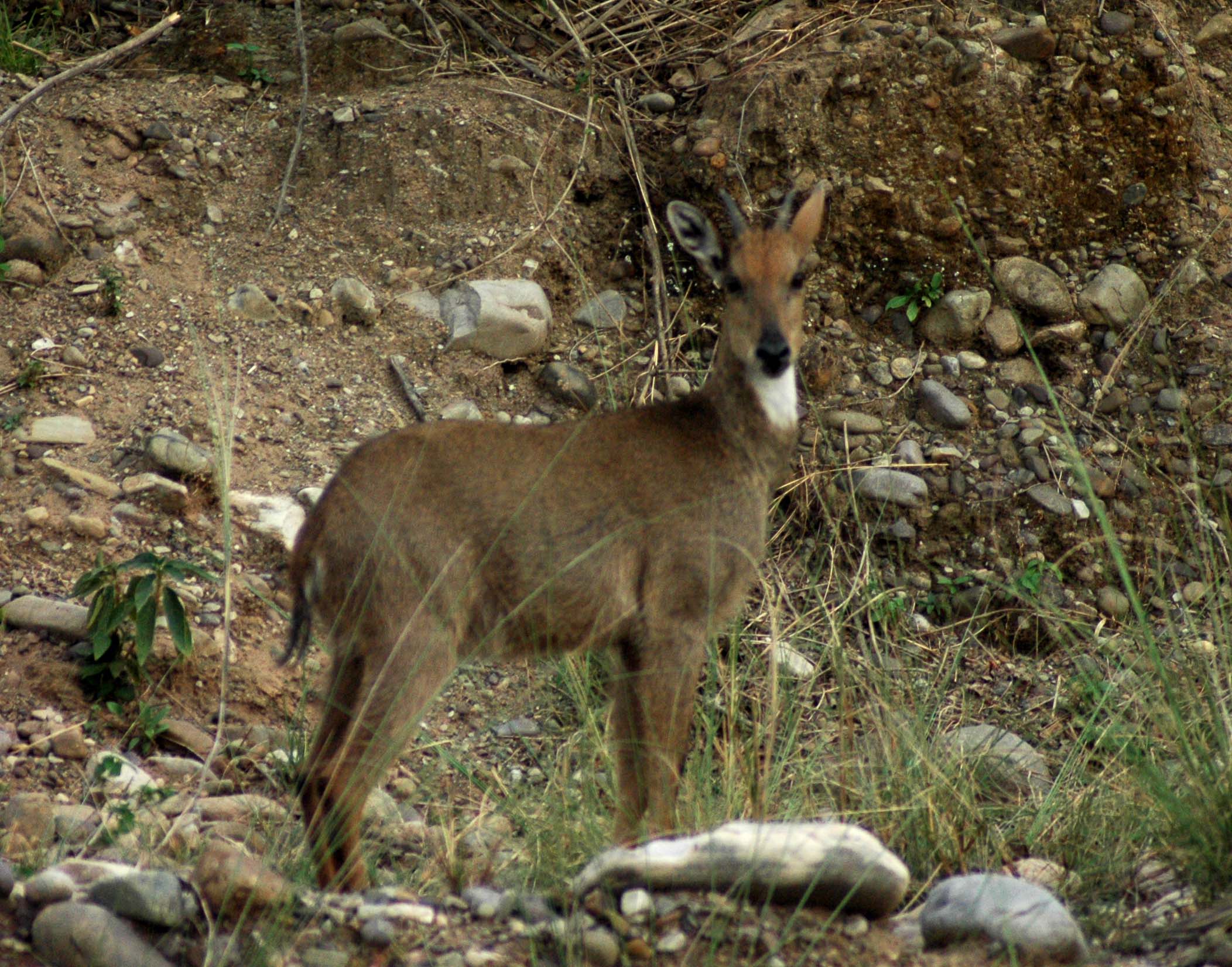 Wildlife Fauna Of Rajaji National Park