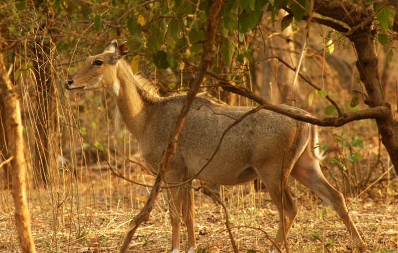 Wildlife Fauna Of Rajaji National Park